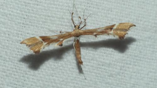 Cnaemidophorus rhododactyla
